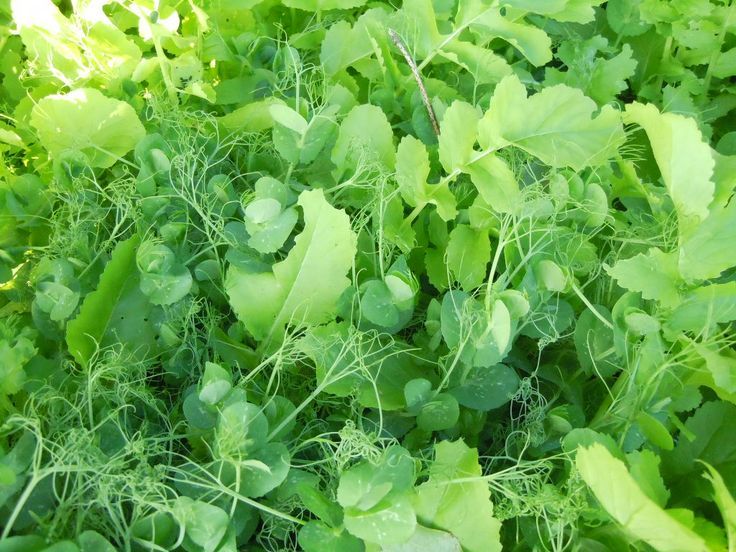 Plant Cover Crops