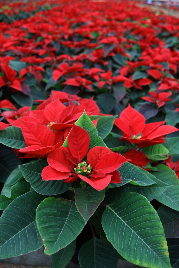 Poinsettia