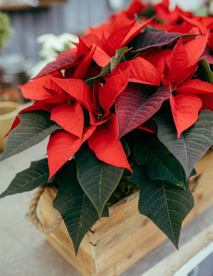 Poinsettia