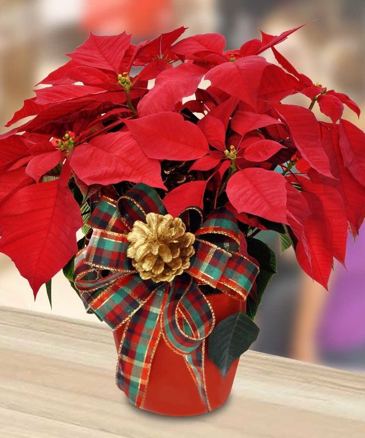 Poinsettia