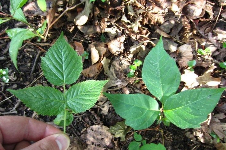 Poison Ivy Leaves