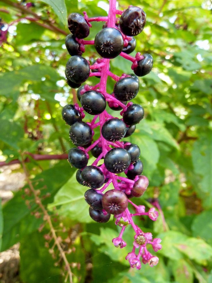 Pokeweed