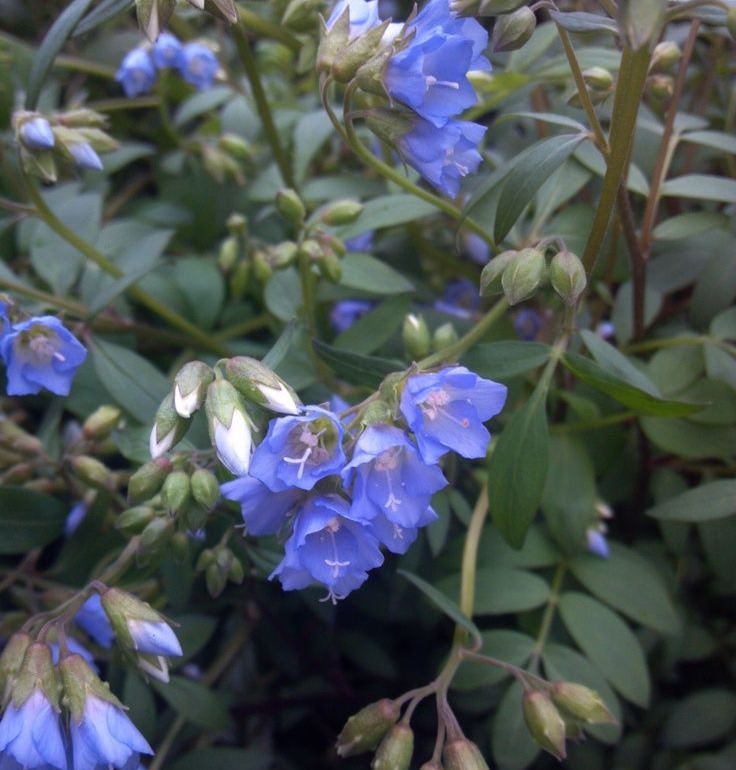 Polemonium 'Blue Pearl'