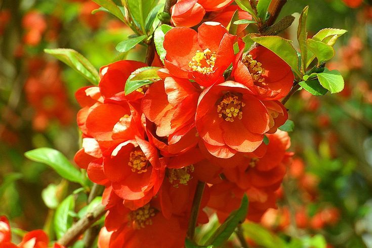 Pomegranate Flower