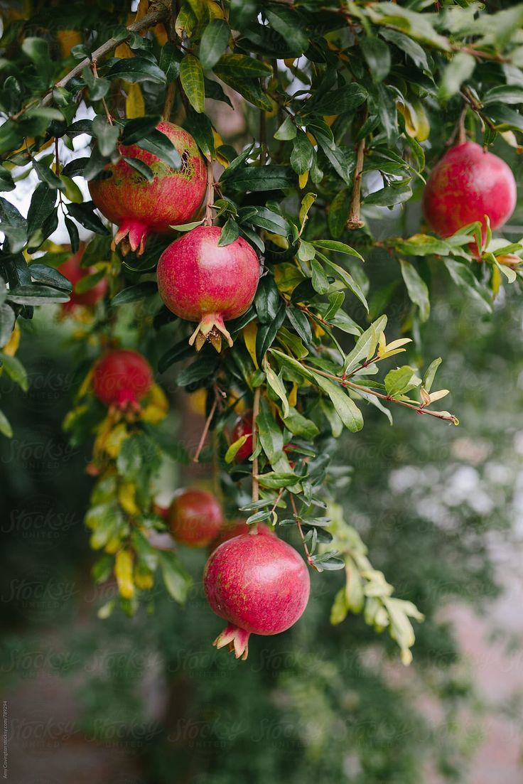 Pomegranates