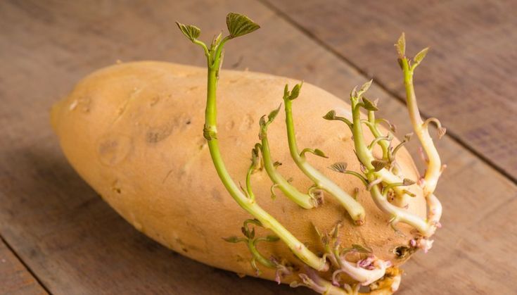 Potato Eye Planting