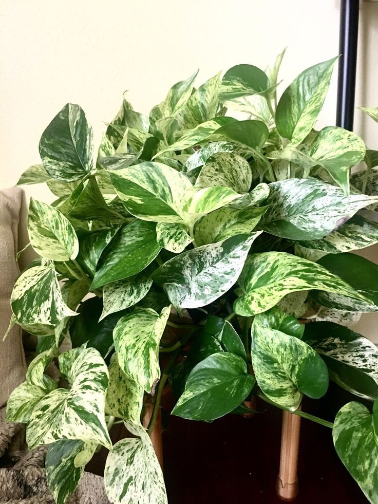 Pothos (Epipremnum aureum)