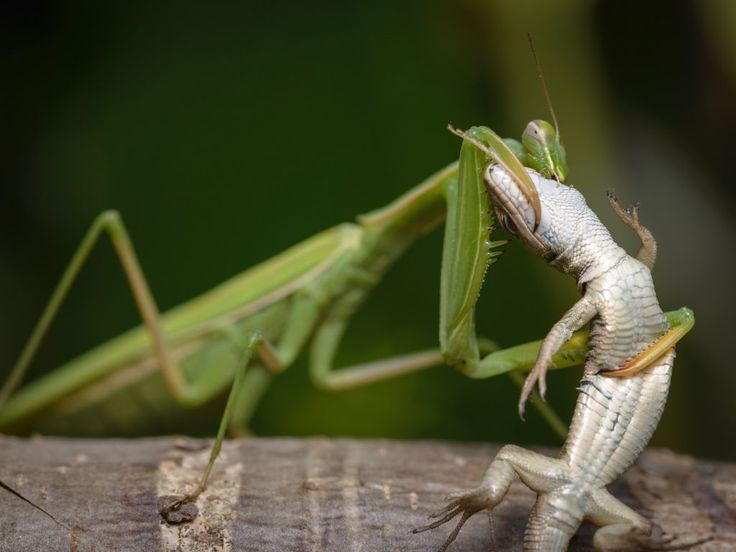 Praying Mantis