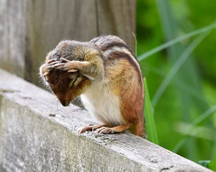 Preventing Chipmunk Invasion