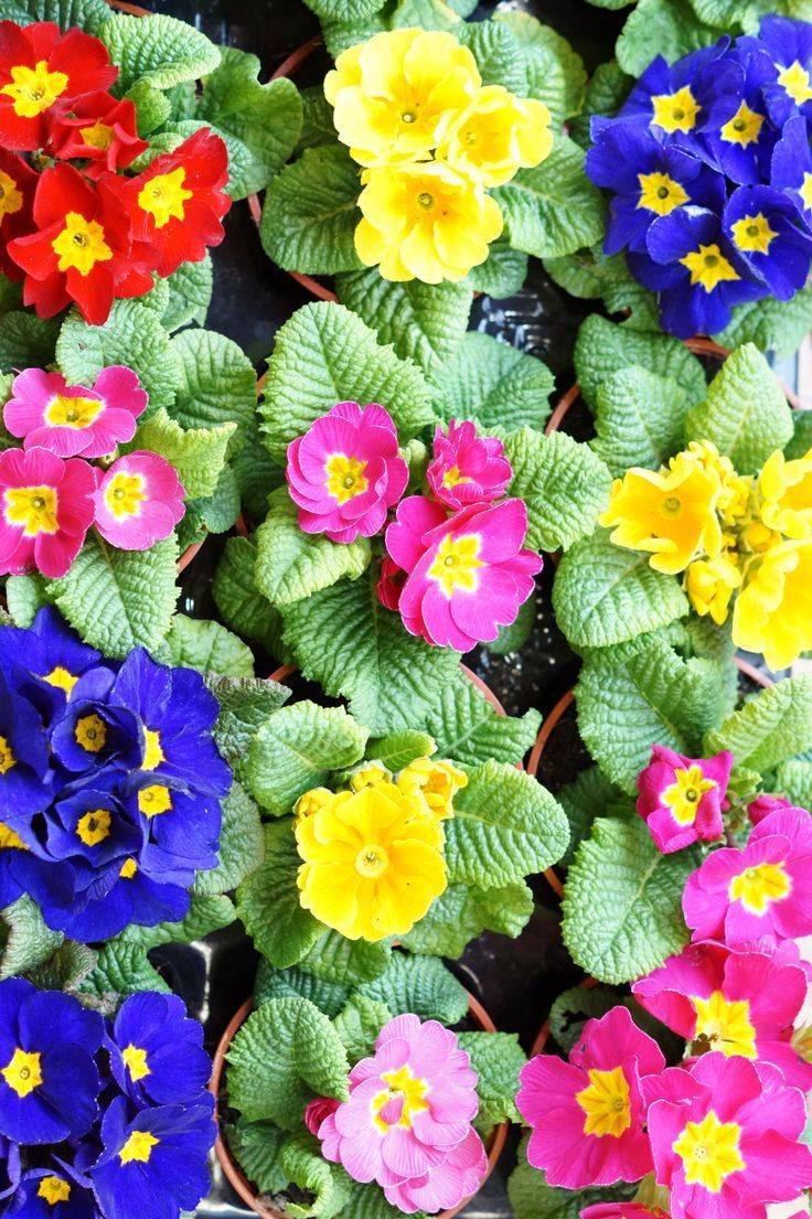 Primroses