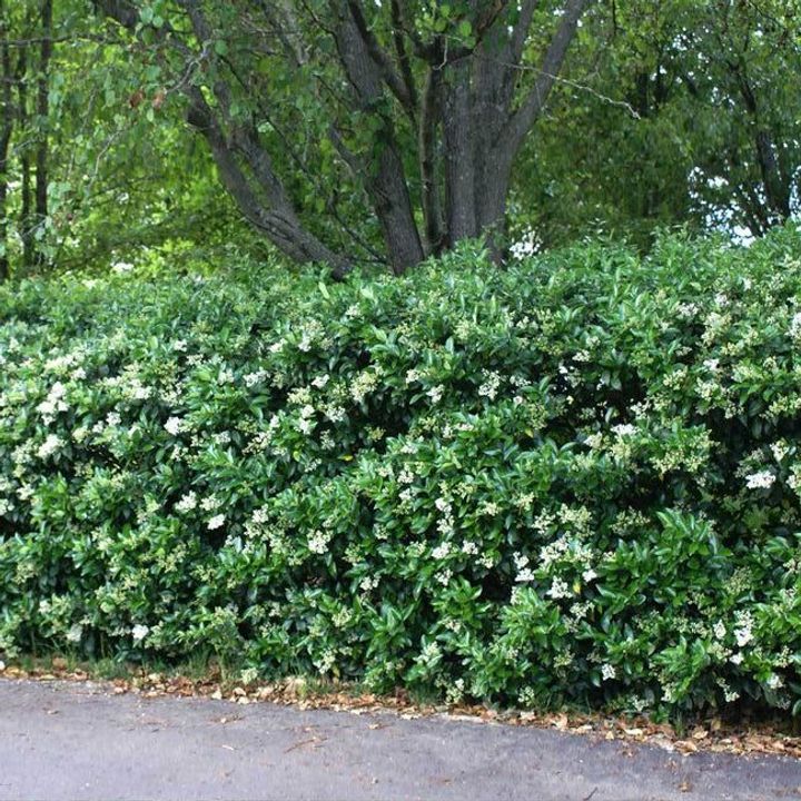 Privet