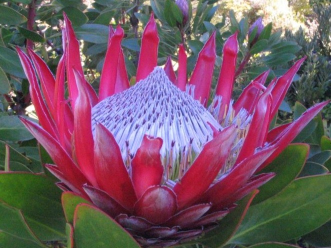 Protea