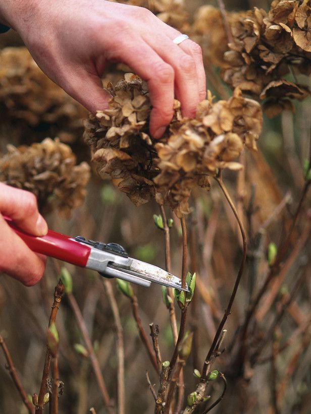 Prune Perennials