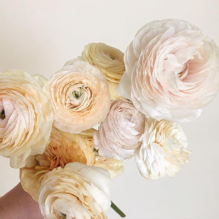 Radiant Ranunculus