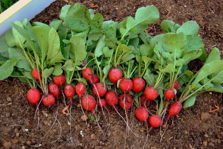 Radishes