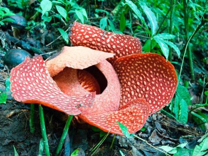 Rafflesia arnoldii