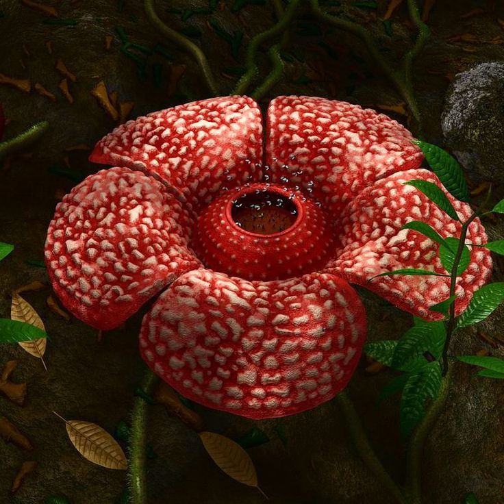 Rafflesia arnoldii