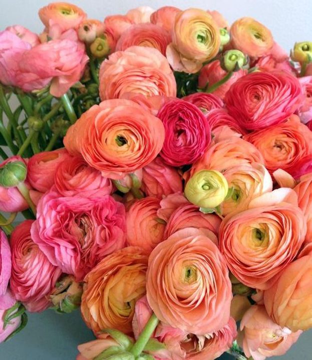 Ranunculus