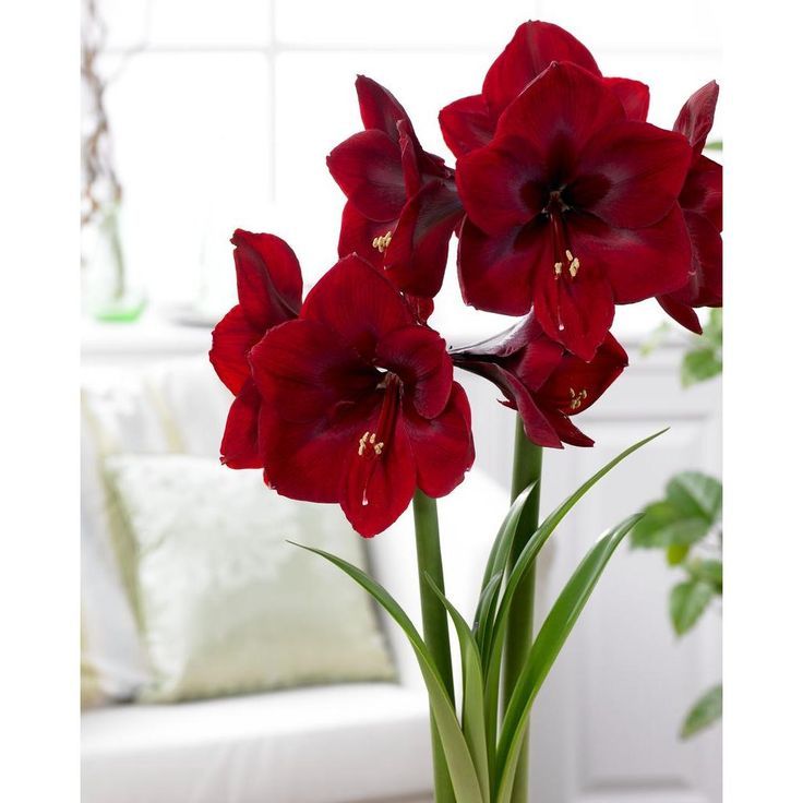 Red Amaryllis