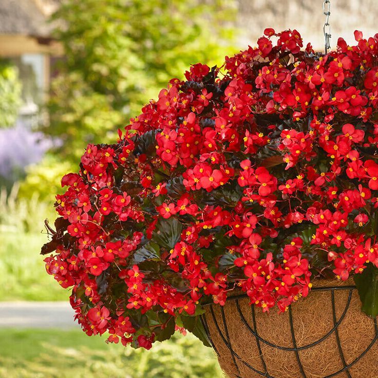 Red Begonia