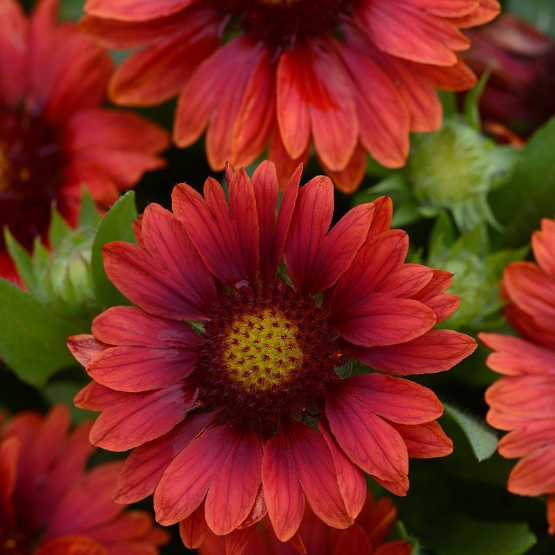 Red Blanket Flower