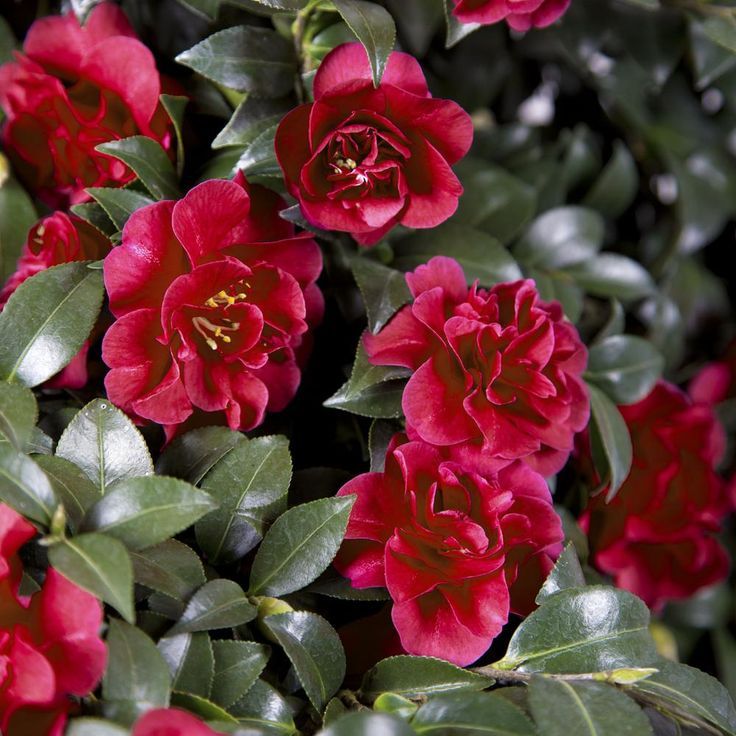 Red Camellia