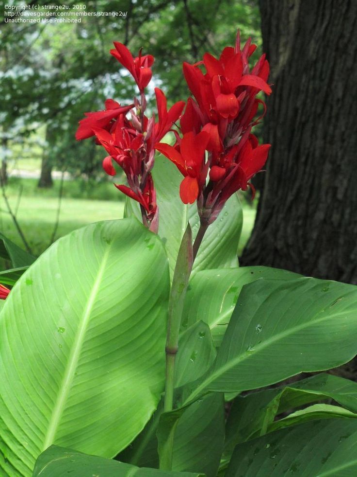 Red Canna Lily