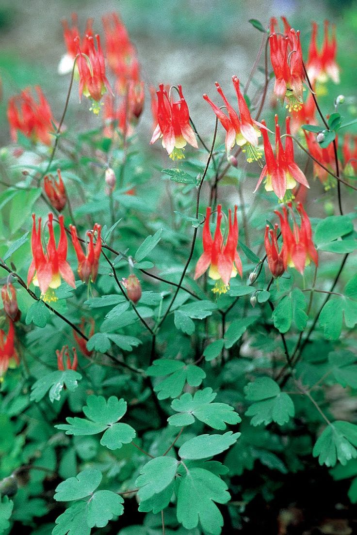 Red Columbine