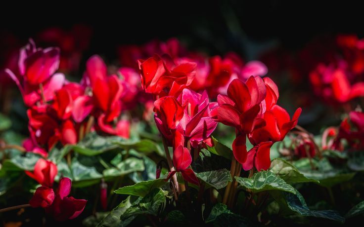 Red Cyclamen