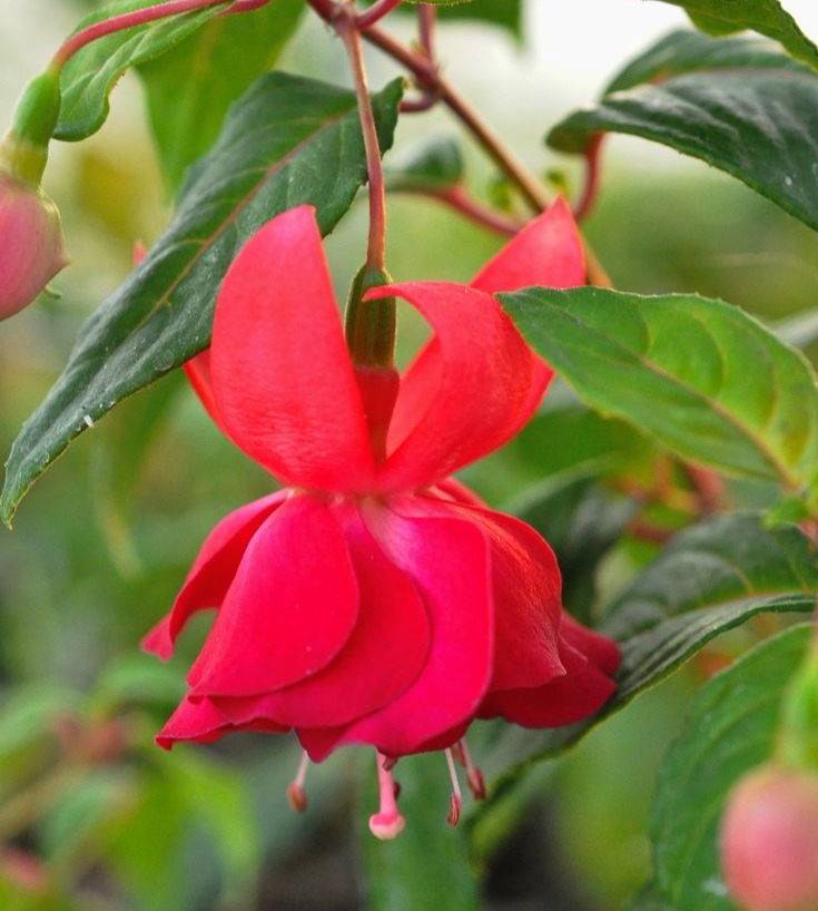 Red Hardy Fuchsia