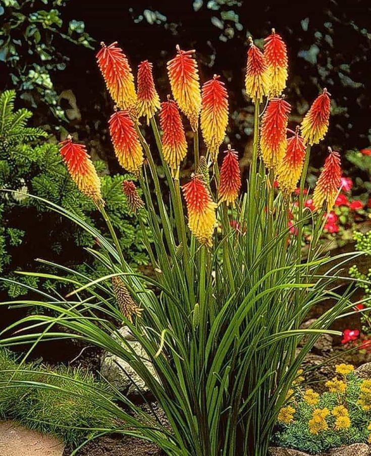 Red Hot Poker (Kniphofia)