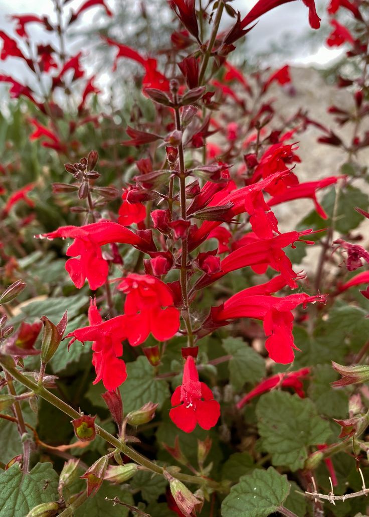 Red Salvia