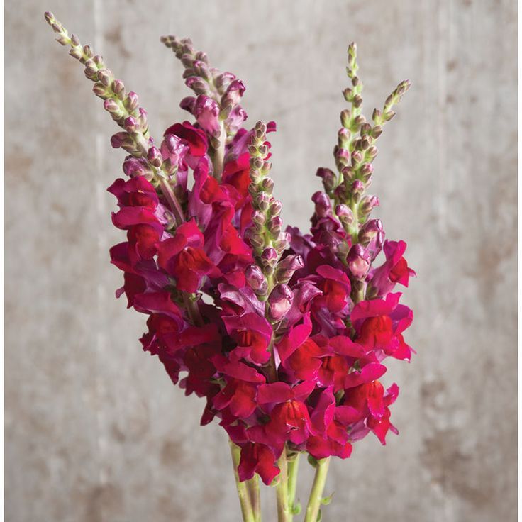 Red Snapdragon