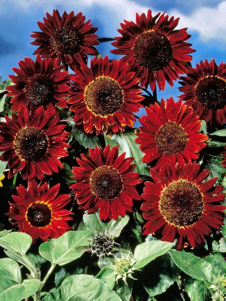 Red Sunflower