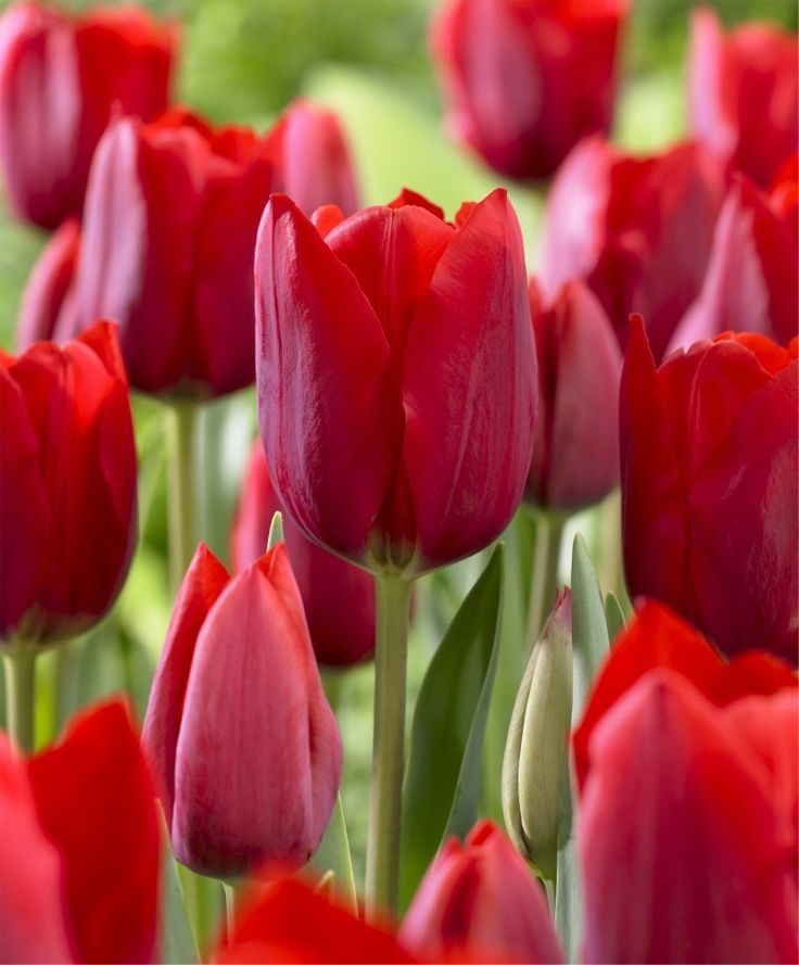 Red Tulip