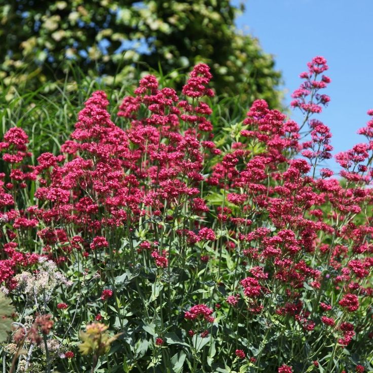 Red Valerian