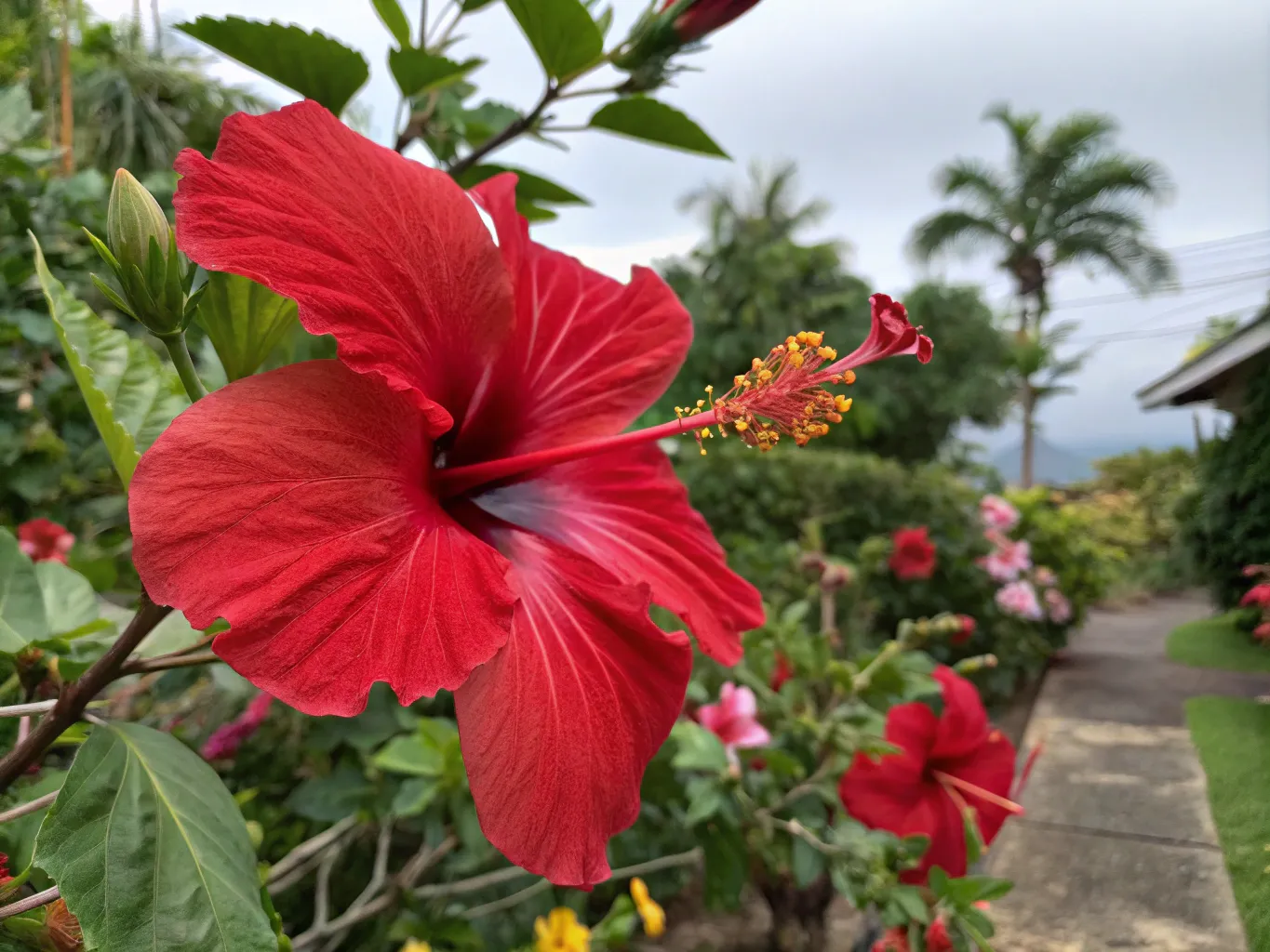 Red Velvet Hibiscus