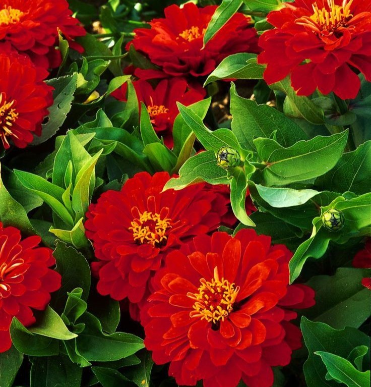 Red Zinnia