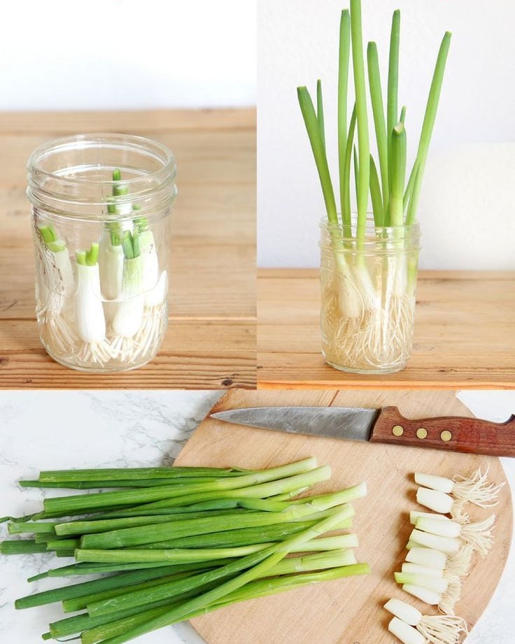 Regrow Green Onions