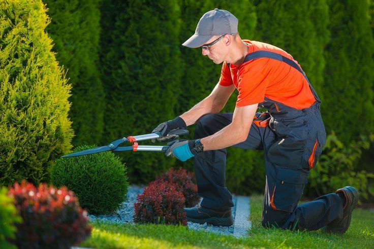 Regular Lawn Maintenance