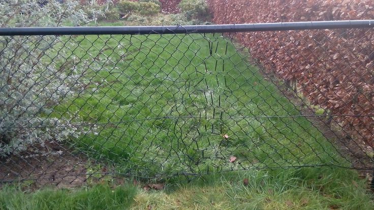 Repair Fencing