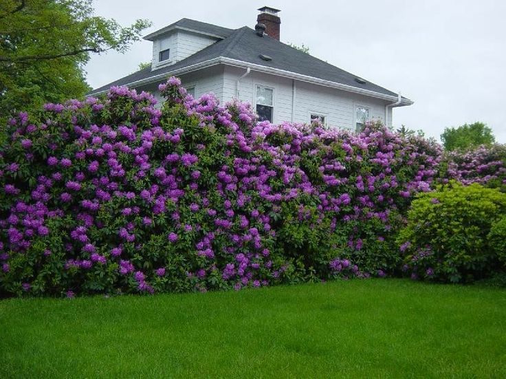 Rhododendron