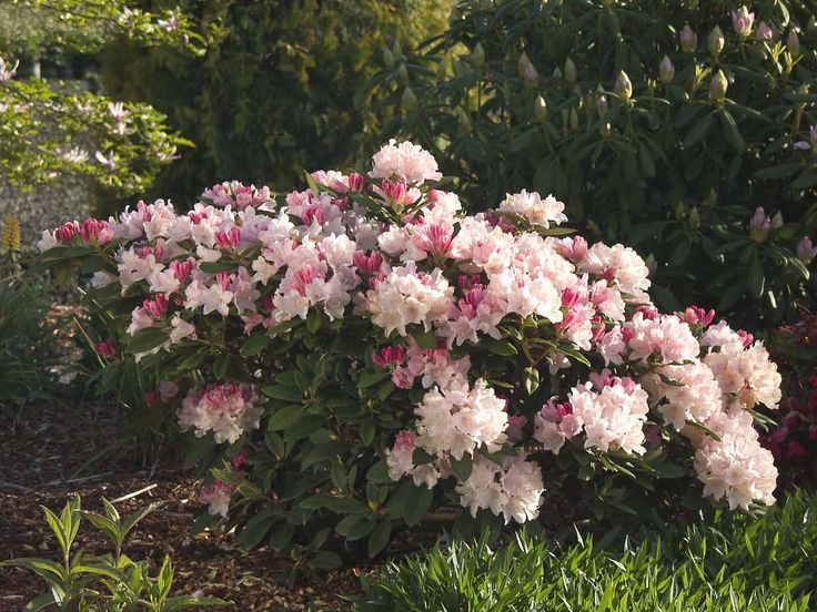 Rhododendron