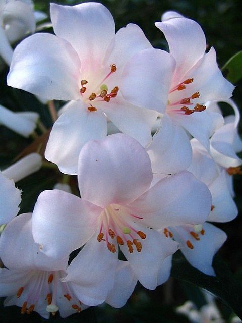 Rhododendron