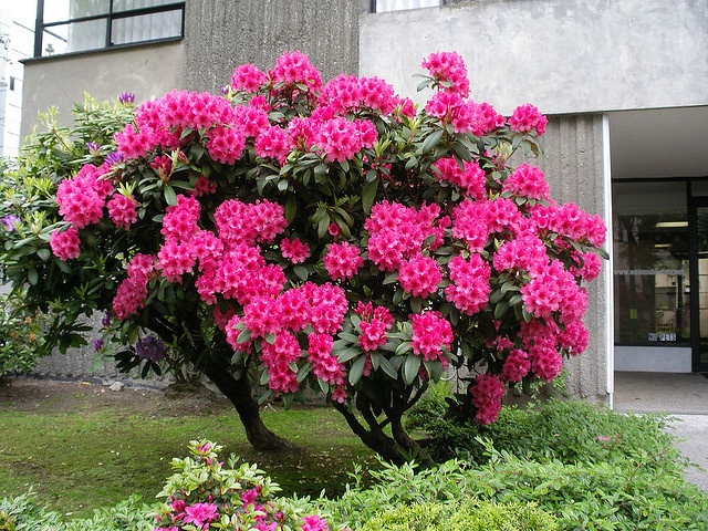 Rhododendron