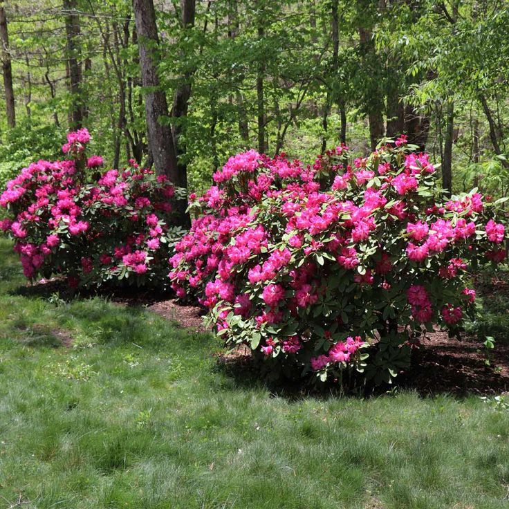 Rhododendron