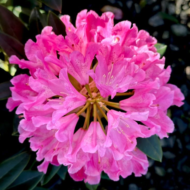 Rhododendron