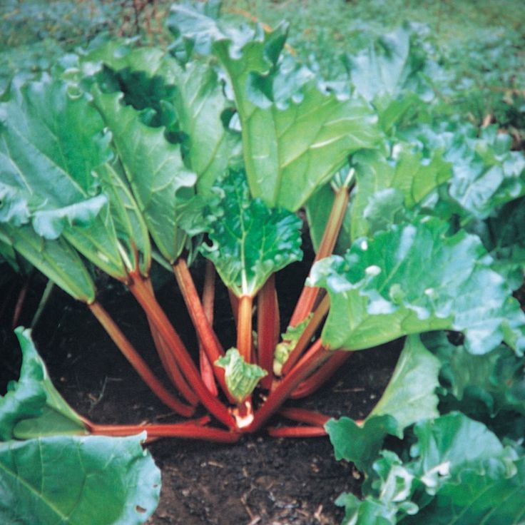 Rhubarb