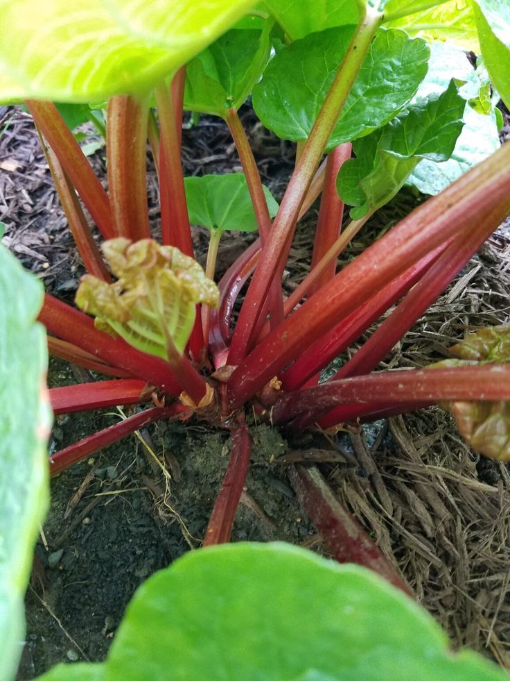 Rhubarb Leaves