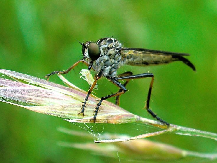 Robber Fly